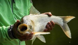 爆料鲢鳙钓法大全视频,视频大全深度解析