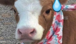 娱乐吃瓜酱喜羊羊,娱乐吃瓜酱的趣味解读